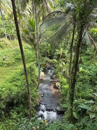 This image captures a view from above of a small river flowing through a lush, green forest in Licin, Indonesia. The river is the focal point, with clear water flowing over rocks and creating small rapids. Dense vegetation surrounds the river, consisting of various trees, plants, and foliage. Several palm trees are visible, their trunks framing the scene and adding to the tropical atmosphere. The perspective suggests a viewpoint from a height, such as from a bridge or elevated terrain. The environment is vibrant and natural, showcasing the rich biodiversity of the region.