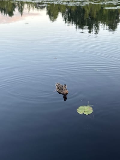 The image shows a serene natural scene on a body of water, possibly a lake or slow-moving river, in Pchelka, Russia. The water is calm, with gentle ripples indicating recent movement, likely from the single subject in the frame: a mallard duck. The duck is swimming towards the right side of the image, its brown and mottled plumage clearly visible. Its reflection is mirrored in the dark water.
In the foreground, a single, circular green lily pad floats on the surface, its stem reaching down into the depths. The background features a dense reflection of trees and a soft, pastel sky, suggesting either dawn or dusk. The overall impression is one of tranquility and natural beauty, undisturbed by human presence or activity within the immediate scene.