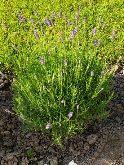 A lavender plant with numerous purple flower spikes is depicted in this close-up, high-angle shot. The plant is rooted in dark, dry soil, with small green weeds growing between the clods of earth. Behind the lavender, a well-maintained, sunlit lawn of bright green grass fills the background. The scene is likely outdoors in the village of Samakhvalavichy, Belarus.