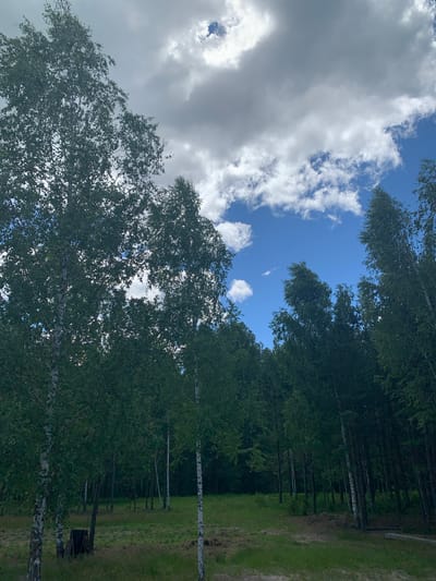 The image depicts a forest clearing with several birch trees in the foreground and middle ground. The trees have distinct white bark with dark markings. The ground is covered in green grass and some bare earth. In the background, a dense forest creates a dark, shadowed area. The sky above is a bright blue with scattered white and gray clouds. The scene appears to be located in Polivanovo, Russia, suggesting a natural, possibly rural or suburban environment. There are no people or animals visible in the image, and no actions or interactions are taking place. The overall impression is one of a natural landscape on a cloudy day.
