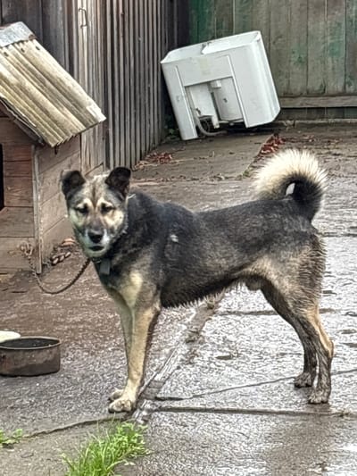 An adult, medium-sized dog stands on a wet, paved surface in what appears to be a rural or semi-rural outdoor setting. The dog is chained to a wooden doghouse located to the left of the frame. The doghouse has a corrugated metal roof and is weathered. Behind the doghouse and to the right is a wooden fence. In the background, there is a white, discarded appliance, possibly a washing machine or sink, leaning against the fence. The ground is a mixture of paved stones and dirt, with some scattered leaves and grass. The dog is facing the camera with its body angled slightly to the right. Its fur is primarily dark gray and tan. The weather appears to be overcast or rainy, as the ground is wet. The image is not specific to Gonja, Russia.