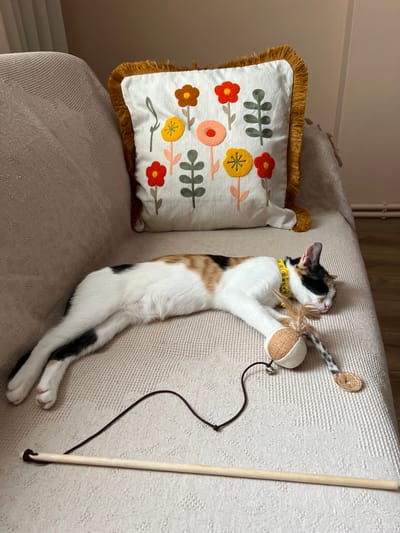 A calico cat sleeps on a textured beige sofa in Ümraniye, Turkey. The cat is lying on its side with its paws extended and its head resting near a cat toy. The toy is attached to a string and has a feather and a round, textured ball. A decorative pillow with embroidered floral patterns sits behind the cat. The sofa is covered with a textured throw blanket.