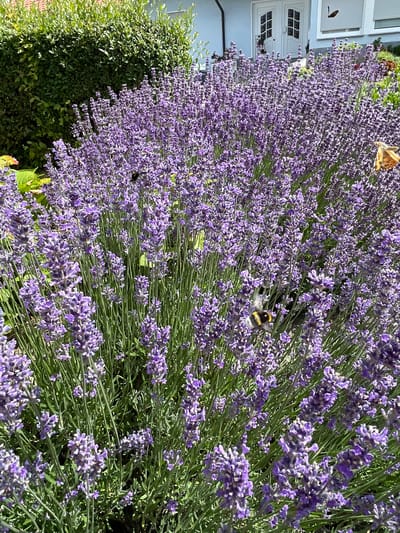 This is a vertically oriented, eye-level medium shot of a large lavender bush in bloom, densely packed with purple flowers. The bush is located in front of a light-colored building with white framed windows, suggesting a residential setting. To the left of the lavender is a dark green, neatly trimmed hedge. The scene appears to be outdoors, bathed in bright sunlight, indicating it is likely daytime with clear or partly cloudy weather.
Two insects are prominently featured on the lavender flowers. A bumblebee, with its distinctive black and yellow stripes, is captured in mid-flight, its wings slightly blurred, hovering over a cluster of purple blossoms. Slightly above and to the left of the bumblebee, a butterfly with orange and brown patterned wings is perched on a lavender spike. A smaller, dark insect, possibly another bee or a small bird, is visible further back on the lavender.
The foreground is filled with the lush lavender, its stalks and flower spikes creating a textured, vibrant display of purple and green. The building in the background provides a backdrop of white and light grey, with two doors visible, each featuring a grid of smaller panes. A thin, dark object, possibly a bird or a decorative element, is attached to the wall of the building near the upper left window. The overall impression is one of a peaceful, sunny day in a garden setting, likely in Christerode, Germany, as indicated by the location context. The focus is on the natural beauty of the lavender and the activity of the insects. No text is visible in the image.