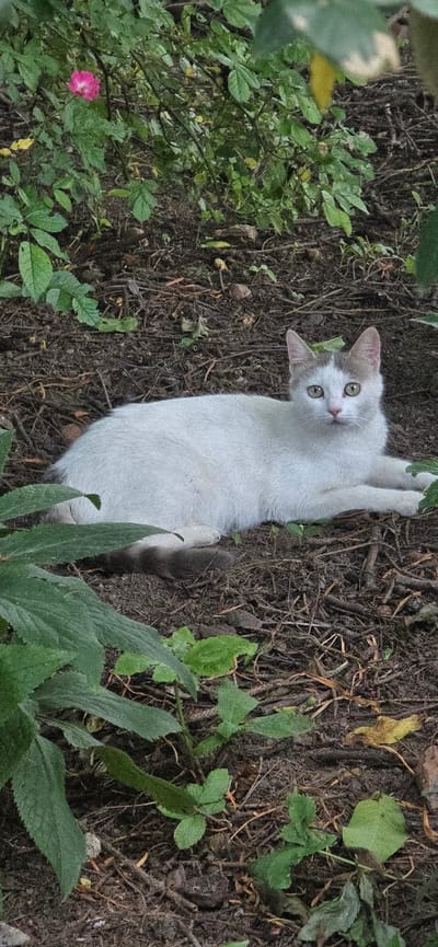 In the city of Partizanin, Bulgaria, a white domestic cat with greyish-brown markings on its head and tail is observed lying on a bed of dark, loose soil mixed with dry leaves and twigs. The cat has distinct green eyes and is positioned centrally in the frame, facing slightly towards the right. Surrounding the cat and in the background is dense green foliage, with a single vibrant pink flower visible in the upper left quadrant. The environment appears natural and uncultivated, with various small plants emerging from the soil.