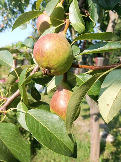 This is a close-up, eye-level shot of pears growing on a tree branch. Two pears are prominently featured, with a third one visible further back. The pears are partially green and partially red, indicating they are ripening. They are surrounded by green leaves and the branch they are attached to is brown and textured. The background is blurred, showing green foliage, the trunk of a tree, and hints of blue sky. The image appears to have been taken outdoors in a natural setting, likely a garden or orchard. The general environment suggests a rural or semi-rural location, consistent with the agricultural character of Хальчанскі сельскі Савет, Belarus. There are no people or animals visible in the frame.