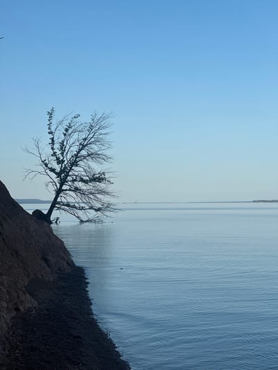 The image depicts a serene natural scene on the outskirts of Galevo, Russia, characterized by a clear blue sky transitioning into a calm, expansive body of water. The foreground is dominated by a steep, reddish-brown cliff face, with its base meeting a dark, rocky shoreline that juts out into the water.
A lone, bare tree with intricate branches is precariously perched on the edge of the cliff, its trunk leaning dramatically over the water. Some of its roots are exposed and digging into the cliffside, while others are submerged in the gentle waves. The tree's sparse foliage suggests it is either late autumn or early spring.
The water's surface is smooth with subtle ripples, reflecting the soft, pale blue of the sky. In the distance, a thin, hazy horizon separates the water from the sky, with faint outlines of landmasses visible. A few distant specks on the water might be boats or buoys, barely discernible against the vastness of the lake or sea. The overall impression is one of quiet solitude and natural beauty, with the rugged cliff and the resilient tree standing in stark contrast to the tranquil expanse of water and sky. There are no people or animals visible in the frame.