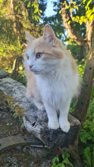 A fluffy ginger and white cat is sitting on a weathered wooden surface in an outdoor setting. The cat is looking to the left with a calm expression. Its fur is a mix of white and light orange. The wooden surface appears to be part of an old bench or structure, with visible grain and some moss. Behind the cat, out-of-focus green foliage and trees suggest a natural environment. The lighting indicates it is daytime, possibly late afternoon due to the warm tones. The background suggests a rural or garden location. There are no people visible in the image.