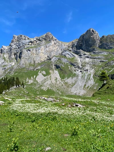The image depicts a majestic mountain landscape in Brienz, Switzerland. The scene is dominated by a sheer, rugged cliff face on the left, its rocky layers displaying the passage of time. Patches of green vegetation cling to the steep slopes, interspersed with lighter-colored scree. To the right of the cliff, a vibrant green meadow unfolds, carpeted with a profusion of small white and yellow wildflowers.

The sky is a brilliant, cloudless blue, suggesting a clear and sunny day. A small, dark object, possibly a bird or an insect, is visible in flight against the vast expanse of the sky. The lighting indicates it is likely daytime, with the sun casting shadows that highlight the contours of the mountainside. The overall impression is one of natural beauty and tranquility, with the vibrant flora providing a stark and beautiful contrast to the imposing rock formations. No people or man-made objects are readily apparent, emphasizing the wild and untouched nature of the location. The scene evokes a sense of awe and appreciation for the grandeur of the natural world.