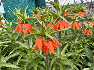 The image shows a close-up view of several Fritillaria imperialis plants with orange flowers. The plants have a distinctive crown of green leaves at the top and numerous orange, bell-shaped flowers hanging downwards. The leaves are long and lance-shaped. The background includes additional plants and a partial view of what appears to be a green mesh fence. The location is presumed to be in Пожарское сельское поселение, Ukraine.
