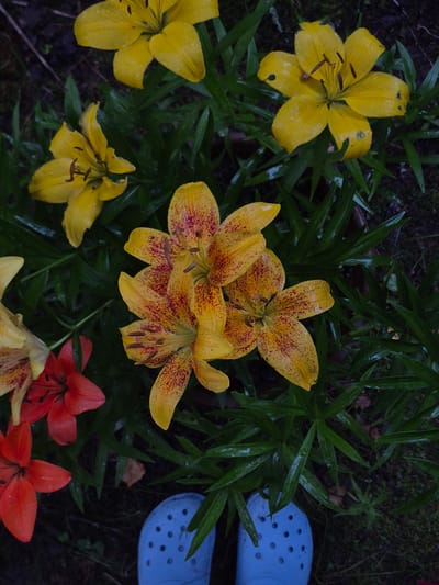 This image captures a close-up, top-down view of several lilies in a garden setting, likely located in the Астра-1 Днт, Russia. The lilies are predominantly yellow with some reddish-brown speckles, and a few red lilies are also visible. The flowers appear wet, suggesting recent rain or watering, and are surrounded by dark green, elongated leaves. In the foreground, the top portions of two bright blue Croc-style shoes are visible, indicating the presence of a person in the scene. The background is dark and out of focus, suggesting a natural, possibly wooded, environment.