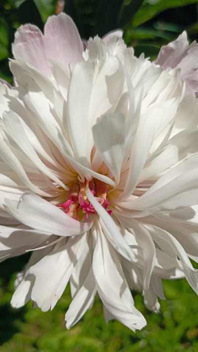 This is a close-up, vertical, eye-level, outdoor photograph of a white peony flower with hints of pink on its outer petals. The flower is in full bloom, with its delicate, layered petals unfurling from a central cluster of bright pink stamens. The background is a blur of green foliage and dappled sunlight, suggesting a garden setting. The focus is sharp on the intricate details of the flower, highlighting the texture and translucency of its petals. The image contains no people or man-made objects and cannot be associated with any specific location in Yurkino, Russia.