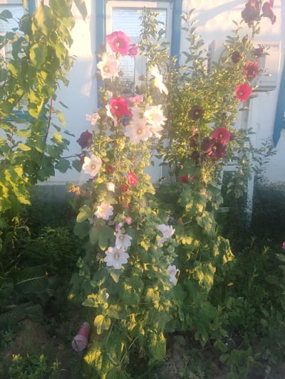 The image depicts a close-up of flowering hollyhocks in a garden setting, with a building in the background. The hollyhocks are in various stages of bloom, with flowers in shades of pink, white, and deep red. The leaves of the plants are large and green, and some are illuminated by the sun. Behind the hollyhocks, a white building with blue trim is visible. An outdoor air conditioning unit is mounted on the wall of the building. The ground in the foreground is covered with dark soil and some greenery. The lighting suggests it is either early morning or late afternoon, with the sun casting long shadows and highlighting the textures of the plants. The overall scene is tranquil and natural. It is not possible to determine the specific location in the city of Aral, Kazakhstan from the image alone.