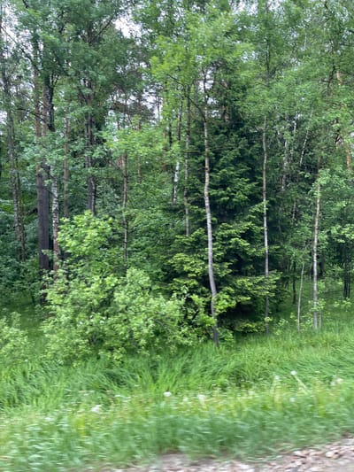 The image depicts a dense forest edge, likely in the vicinity of Semyonovskoye, Russia, given the vegetation types commonly found in that region. The scene is dominated by tall, slender trees, likely birch and pine, with dense green foliage. The ground cover consists of tall grass and underbrush, creating a thick, overgrown appearance. There are no visible people or animals in the frame. The lighting suggests an overcast day, with diffused light filtering through the trees. The overall impression is that of a wild, untouched natural environment.