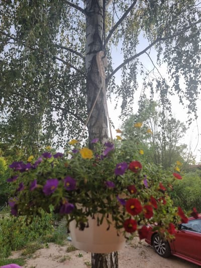 The image captures a close-up of a hanging basket filled with vibrantly colored flowers, including red, yellow, and purple varieties. The flowers are the primary subject, with some in sharp focus and others blurred, creating a sense of depth. Behind the flowers, a large tree trunk is visible, its bark textured and rough. Further in the background, lush green foliage and a red car are partially visible. The scene appears to be outdoors, likely in a garden or yard, given the presence of plants and the car. The lighting suggests it is daytime, possibly overcast, as there are no strong shadows. The overall impression is one of a serene, natural setting with a touch of vibrant floral display. There is no visible text in the image. The location context provided is Szczaki, Poland.