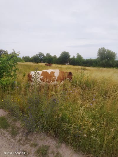 An outdoor, eye-level, wide shot captures a brown and white cow standing in a tall, golden-hued field of dry grass. The cow is facing to the left and is partially obscured by the grass and vegetation. In the background, several trees line the horizon under an overcast sky. To the left of the main cow, there is a cluster of green leafy plants, and scattered throughout the field are small purple and yellow wildflowers. A dirt path is visible in the foreground on the left side of the image. The image is a snapshot from Sestrynivka, Ukraine.