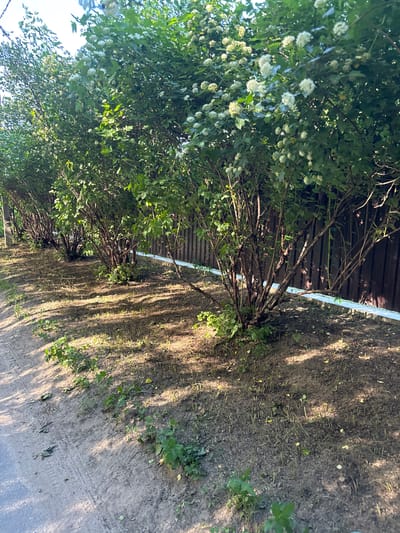 The image depicts a scene in Yanino-2, Russia, on a sunny day. The foreground features a patch of dry, sandy soil with sparse green vegetation and fallen leaves, dappled with sunlight and shadows. To the left, a dense line of trees with green foliage and small white flowers runs along a wooden fence. The fence, constructed of horizontal wooden planks, appears weathered. Beyond the fence, more greenery is visible. The image is oriented vertically, suggesting it was taken with the camera held in a landscape orientation and then rotated. No people or animals are visible, and there is no visible text. The overall impression is one of a natural, outdoor setting, possibly a garden or the edge of a wooded area, bathed in natural light. The time of day is likely daytime, given the strong shadows. The weather appears to be fair and sunny.