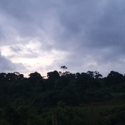 The image shows a landscape in Ihururu, Kenya, under a cloudy sky. The foreground contains dense vegetation, which is mostly dark and obscures details. A slightly elevated area transitions into a line of trees silhouetted against the sky. One tree stands taller than the others. The sky is filled with grey clouds, with some lighter areas visible, suggesting the presence of sunlight filtering through. In the far right of the image, what looks like a fence is partly visible.
