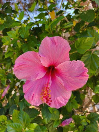 A close-up, eye-level shot focuses on a vibrant pink hibiscus flower blooming amidst lush green foliage. The hibiscus, with its delicate, crinkled petals and prominent yellow stamen, is the primary subject. The background consists of an abundance of dark green leaves, some of which are catching the sunlight. A hint of blue sky is visible at the top left, and a blurred fence line can be observed to the right. The overall impression is that of a bright, sunny day in an outdoor setting, likely a garden or park in Dehesa de Campoamor, Spain. There are no people or animals visible in the frame.