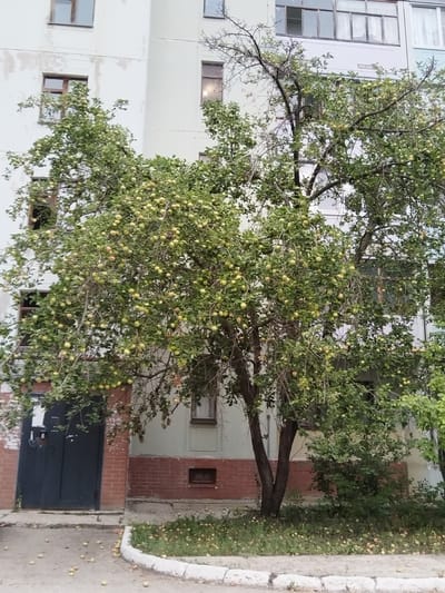 The image depicts an outdoor scene in front of a multi-story building, possibly an apartment complex. A tree laden with green apples is the central focus, positioned in front of a section of the building that features a dark blue door and red brickwork. The building itself has a pale, possibly white, facade with multiple windows visible on different levels. Some of the windows have wooden frames, while others appear to be larger, multi-pane structures. Fallen apples are scattered on the ground around the base of the tree and along the curb. The ground appears to be paved and also has areas of grass and weeds. The overall impression is one of an urban or suburban residential setting in a temperate climate, likely during the apple harvest season. The location is identified as Рощинский, Russia.