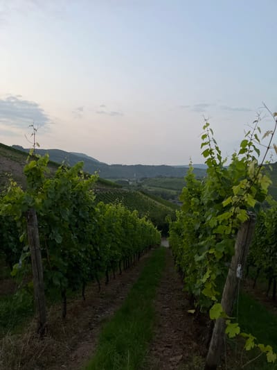 The scene captures a downward view through a vineyard in Reil, Germany. Two parallel rows of grapevines, characterized by green foliage supported by wooden posts and wires, frame a central dirt path. This path, containing a narrow strip of green grass, recedes into the midground. The vineyard extends down a visible slope towards a valley. In the midground, the village of Reil is discernible, identifiable by numerous buildings and a prominent church spire. Distant rolling hills, covered in vegetation, form the background beneath a pale, overcast sky. No individuals or active subjects are present.