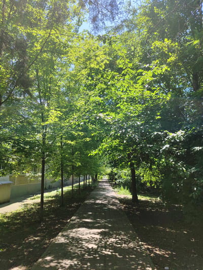 A sun-dappled pathway winds through a tree-lined avenue, likely in the city of Loris, Russia. The pathway is paved with concrete slabs and is flanked on either side by lush green trees with dense foliage. Sunlight filters through the leaves, casting intricate shadows on the ground and the path. To the left of the pathway, a low, light-colored building with windows is partially visible, suggesting an urban or suburban setting. The overall impression is one of a tranquil, shaded walkway on a bright, sunny day.