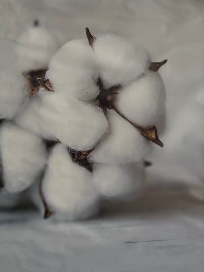 A close-up, vertically oriented, macro shot focuses on a cluster of fluffy white cotton bolls. The cotton is soft and cloud-like, with delicate brown stems or remnants of the boll visible at the base of each puff. The background is a muted, soft white, creating a sense of depth and highlighting the texture of the cotton. The lighting is soft and diffused, casting gentle shadows that enhance the three-dimensionality of the subject. There is no evidence of Koshkino, Russia, or any urban elements present in this image.
