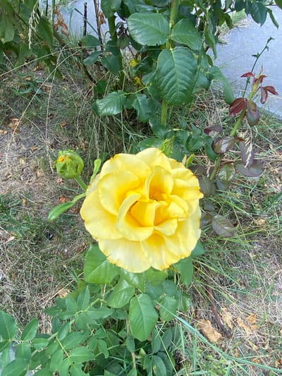 In Ruseștii Noi, Moldova, a vibrant yellow rose blooms prominently in the foreground of an outdoor scene. The rose is fully open, showcasing its layered petals with a soft, warm hue. To the left of the rose, a tightly closed green bud on a stem suggests future blooms. The rose plant is surrounded by lush green foliage and stems, some of which bear darker, reddish leaves, hinting at new growth or a different variety of plant nearby. The ground beneath is a mixture of dry, sparse grass and scattered brown leaves, indicating a natural, untamed setting. In the background, a grey paved surface is visible, suggesting the edge of a path or road. The overall environment appears to be a garden or a natural area within the city.