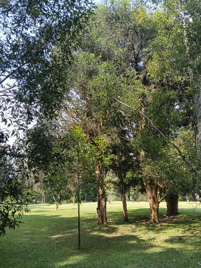 A vibrant green lawn with patches of sunlight is the focal point. Several trees stand prominently, their trunks thick and gnarled. Lush green foliage covers the trees, creating a canopy overhead. A young sapling stands slender and upright in the foreground. The overall scene suggests a peaceful, sun-dappled park setting.
