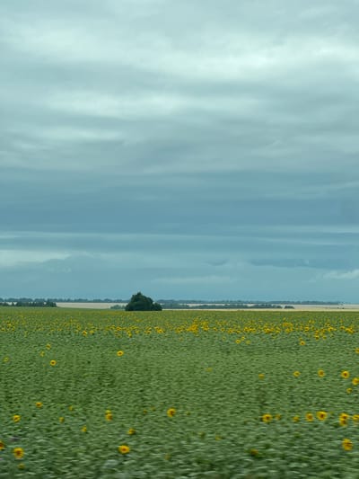 The image depicts a vast field of sunflowers under a cloudy sky in Varvarino, Russia. The foreground is dominated by the green stalks and yellow heads of countless sunflowers, some appearing blurred due to motion. In the mid-ground, a dense cluster of trees stands out as a dark green mound. Beyond the sunflower field, distant trees and fields create a horizontal line separating the land from the sky. The sky itself is filled with layers of grey and blue clouds, with hints of lighter tones suggesting diffused sunlight. The overall impression is one of a rural landscape on an overcast day.