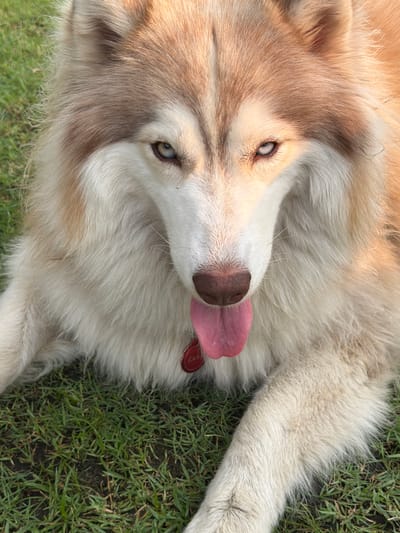 A dog, possibly a husky or a husky mix, lies on its side on a patch of green grass, with its tongue lolling out. The dog has brown and cream-colored fur. The grass appears to be artificial and is not consistent with the natural flora found in Tha Sala, Thailand. No evidence is present to suggest the location is in Tha Sala.
