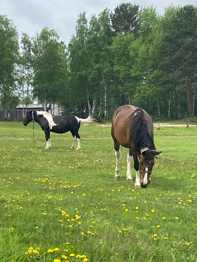 Two horses are grazing in a grassy field dotted with yellow dandelions. The horse on the left is black and white and stands facing left with its head slightly lowered. The horse on the right is brown with a dark mane and is grazing with its head down. In the background, there are several trees and a simple wooden structure, possibly a fence or building. The sky is overcast with gray clouds. The scene appears to be a rural or semi-rural location in Тальцы (иркутский), Russia.