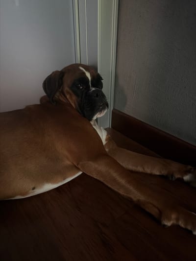 A medium shot depicts a brown and white Boxer dog lying down. The dog is lying between a white wall with a gray ceiling and a brown wood floor. The dog's head is near the wall, and its body extends onto the floor. The location is unknown.