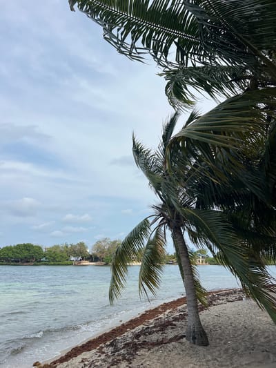 The image shows a tropical beach scene. Palm trees dominate the foreground and midground, with their fronds reaching into the sky, which is filled with wispy clouds. A sandy beach with patches of seaweed runs along the right side of the image, meeting the edge of the water. Beyond the water, a strip of land is visible, lined with trees and possibly some buildings in the distance. The scene appears to be outdoors during daylight hours. The location is Placencia, Belize.
