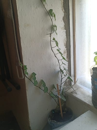 A narrow, vertically oriented, close-up shot captures a young, spindly ivy plant on a windowsill. The plant, with its thin, dark stem and sparse green leaves, is supported by a small wooden stick tied with clear tape. It trails upwards against a textured, off-white wall. To the right, a frosted window allows diffused light to enter, obscuring any view outside. A clear plastic bottle containing soil and another plant is visible on the windowsill to the far right. The foreground shows a white, textured surface, likely part of the windowsill or an adjacent structure. The scene is consistent with an indoor setting, possibly an apartment in Maiaky, Ukraine, where the plant is being cultivated.