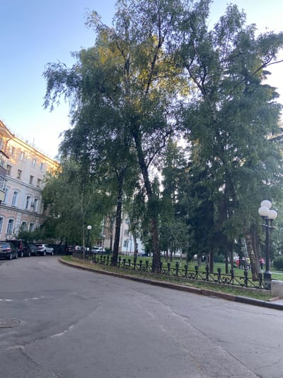 The image depicts a street scene in Nyzhni Mlyny, Ukraine, on a clear day, likely late afternoon or early evening due to the low angle of the sun casting a warm glow on the buildings. The scene is dominated by tall trees with lush green foliage lining a sidewalk. A black wrought-iron fence separates the sidewalk from a grassy area, beyond which are several multi-story apartment buildings. The buildings appear to be older architecture with numerous windows. Cars are parked along the street and on the sidewalk. In the distance, a few people can be seen enjoying the park-like setting. A streetlamp with three white spherical lights is visible among the trees. The perspective is from a low angle, looking upwards towards the trees and sky, and also at an angle down the street. The road in the foreground shows some wear and tear, with visible cracks. No text is discernible in the image.