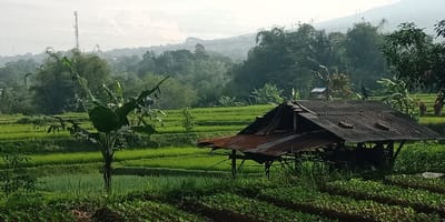 The image displays a rural, agricultural landscape in Cugenang, Indonesia. The foreground features rows of cultivated green plants on the right and a small banana plant with broad leaves on the left. In the midground, a dilapidated, open-sided farm shelter with a weathered, dark corrugated metal roof and visible wooden support beams is centrally positioned. An additional rusted corrugated metal sheet extends from the left side of the shelter's roof. Surrounding the shelter are vibrant green, terraced rice paddies. The background consists of rolling hills covered in dense green foliage, partially obscured by atmospheric haze. A tall, grey cellular communication tower is visible on the left side of the background, extending above the tree line. Faint structures, likely residential, are discernible among the distant trees. No individuals, animals, or active events are present in the scene.