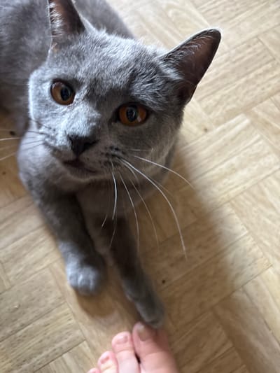 A close-up shot shows a grey cat with bright orange eyes lying on a wooden floor. The cat is looking directly at the camera, with its head tilted slightly. Its paws are crossed in front of it, and its whiskers are long and white. In the bottom right corner of the frame, a human foot with painted toenails is visible. The floor appears to be made of light-colored wood planks laid in a herringbone pattern. The image provides no information about the specific location within the city of Аряж, Russia, or any further environmental context.