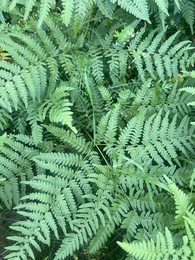 This media file is an eye-level, close-up shot of dense, green fern fronds and other surrounding foliage. The scene is lush and natural, suggesting an outdoor environment. There are no people or man-made objects visible. The lighting appears to be natural daylight, with no harsh shadows, indicating it could be overcast or a diffused sunny day. The setting is likely a forest, woodland, or a wild, uncultivated area. The fronds are the primary subjects, filling the frame with their intricate, feathery textures and varying shades of green. Some of the smaller plants in the undergrowth have tiny white flowers. The overall impression is one of natural growth and organic abundance. The location context places this scene in the Доўгаўскі сельскі Савет, Belarus, a rural area. There is no visible text in the image.