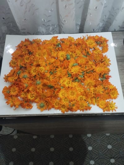 The image shows a pile of dried orange flowers, likely calendula, spread out on a white sheet of paper. The flowers are of various sizes and stages of dryness, with some still retaining green sepals. The paper is placed on a dark wooden surface, possibly a table or desk. In the background, a sheer white curtain with a floral pattern is visible. The scene appears to be indoors, with soft lighting suggesting a daytime setting. The location is identified as Ciuciulea, Moldova. There are no people or animals present in the image.