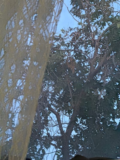 The image shows a close-up view of tree branches and leaves against a blue sky. In the foreground, a sheer, yellowish-brown material, possibly a curtain or netting, is out of focus and obscures part of the scene. The tree is dense with foliage, and its branches are tangled. The lighting suggests it is daytime. The image does not provide any specific details about Zhanaozen, Kazakhstan.