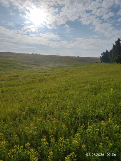 An outdoor, eye-level, full shot captures a sunlit meadow under a bright blue sky with scattered white clouds. The sun is prominently visible in the upper left quadrant of the image, casting a bright glare. A field of green grass dotted with small yellow wildflowers stretches across the foreground and middle ground, sloping gently upwards toward the horizon. In the background, a line of dark green trees stands to the right, and a faint line of utility poles is visible on the distant horizon. The timestamp "04.07.2026 07:36" is superimposed on the bottom right corner of the image. The scene appears to be a natural landscape, possibly in or near Konovalovo, Russia, given the presence of similar landscapes in the region.