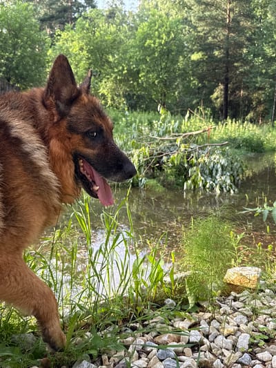 A German Shepherd dog stands on the rocky shore of a body of water, its head turned to the left, panting with its tongue out. The dog's fur is a mix of brown, black, and tan. The background consists of lush green trees and foliage, with some fallen branches visible in the water. The water appears still and reflects the surrounding greenery. The ground in the foreground is covered with small, light-colored rocks and green grass. The lighting suggests it is daytime, possibly late afternoon, with soft sunlight filtering through the trees. The scene appears to be in a natural, outdoor environment. No specific landmarks indicating Beryozovsky, Russia are visible.