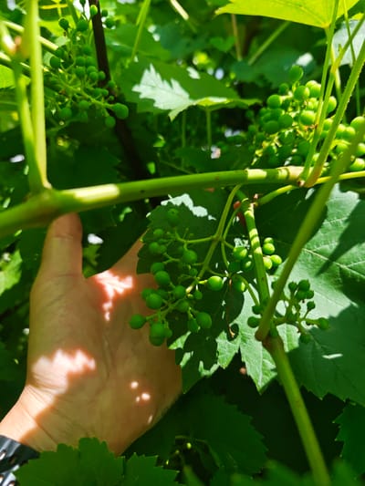 A person's left hand, with visible skin texture and light dappled patterns, is positioned near a cluster of small, green, unripe grapes growing on a vine. The grapes are round and clustered together, attached to a green stem. The surrounding environment consists of vibrant green grape leaves and thicker vine branches, all bathed in bright sunlight, casting shadows on the hand and leaves. The image appears to be taken outdoors in a natural setting, likely a vineyard or garden, in the village of Kozhalsola, Russia.