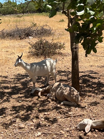 In Noto, Italy, a dry, rocky landscape is dotted with sparse vegetation. A mature tree with dark bark provides shade. Underneath its canopy, three goats are present. One white goat stands, facing left, with one horn visible. Another goat lies down, facing left, with its head resting on the ground. A third goat is also lying down, facing right, with its head resting on the ground. The ground is covered with dry leaves, twigs, and stones. The background consists of dry, yellow grass and some low-lying bushes. The sky is blue and visible through the leaves of the tree.