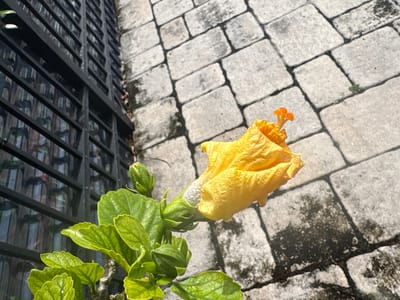 A close-up, high-angle shot shows a vibrant yellow hibiscus flower in bloom, positioned to the right of the frame. The flower is partially opened, revealing its delicate petals and the prominent orange stamen in the center. To the left of the flower, a cluster of green leaves and buds of the same plant are visible. Behind the foliage and flower, a dark, metallic fence with vertical slats creates a stark contrast. The ground is paved with light gray rectangular stones, laid in a pattern. The stones are slightly weathered and show some patches of dirt and moss. Sunlight casts shadows across the paved area, suggesting it is daytime, likely midday given the strong shadows. The setting appears to be an outdoor environment, possibly a garden or walkway in Delray Beach, Florida. There is no visible text in the image.