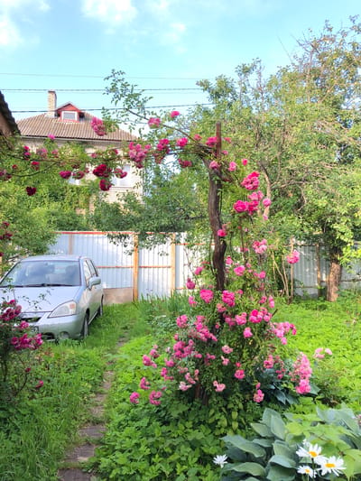 The image depicts a yard in Krasnaya Presnya SNT, Russia. In the foreground, a paved pathway leads through lush green grass and flowering bushes. A silver car is parked to the left of the pathway. Behind the car, a white metal fence separates the yard from a building. A large rose bush with vibrant pink flowers is prominent on the right side of the image, climbing a wooden structure. In the background, a two-story building with a grey tiled roof and a red-tiled dormer window is visible. Mature trees with green foliage are scattered throughout the yard. The sky above is a clear blue with scattered white clouds.