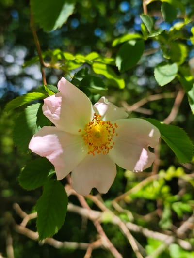The image shows a light pink flower with a yellow center, surrounded by green leaves. The background is blurred and shows branches and other foliage. The location is not identifiable from the image. There are no people or actions visible.