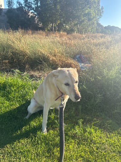 A light-colored dog is sitting on green grass, looking down and to the right. The dog is wearing a red collar and is attached to a black leash. Behind the dog is a field of dry, tall grass and some green bushes. In the background, trees are visible, and beyond them, a modern building can be seen. The sky is clear and blue, with a bright sun casting lens flares onto the scene. A folded blanket with red and blue stripes is partially visible in the dry grass. The image appears to have been taken outdoors in a park or natural area, possibly in Rehovot, Israel, given the vegetation and architectural style of the building.