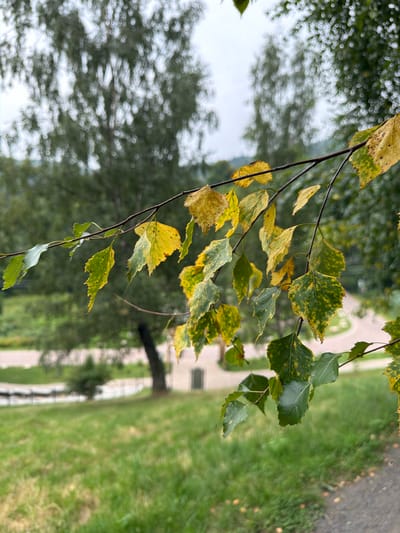 A close-up shot captures a tree branch adorned with leaves in various stages of autumn foliage. The leaves display a transition from green to yellow with noticeable brown spots, suggesting the onset of fall. In the blurred background, a gently curving road is visible, bordered by lush green grass and trees. Further back, the outline of a building can be discerned. The overall scene is set in an outdoor environment, likely a park or a roadside area, evoking a sense of natural beauty and seasonal change. While the exact location within Świeradów-Zdrój, Poland, is not definitively identifiable from the image alone, the presence of deciduous trees and a road suggests a temperate climate and a developed area.