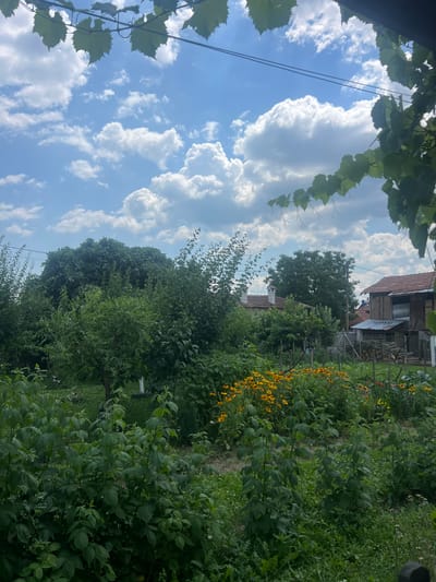 This image depicts a lush, overgrown garden with a rustic wooden building in the background. The foreground is dominated by dense green foliage, including leafy plants and some vines with clusters of small, dark berries. A row of vibrant yellow flowers adds a splash of color to the garden.
In the midground, a weathered wooden structure with a reddish-brown tiled roof stands. It appears to be a shed or an outbuilding, with some logs stacked nearby. A glimpse of another building with a similar roof is visible further back. The overall impression is one of a rural setting, possibly a farm or a village home in Bulgaria, given the location context.
The sky is a prominent feature, filled with dramatic, puffy white cumulus clouds against a bright blue backdrop. This suggests it is a sunny day, likely in the late morning or early afternoon. The lighting is bright, casting distinct shadows within the foliage.
The composition is a bit unusual, with the image appearing to be taken in portrait orientation and then rotated. Vines with broad leaves frame the top left of the scene, and two thin wires are visible against the sky. There is no visible text in the image. The scene evokes a sense of natural abundance and a peaceful, unmanicured rural environment.